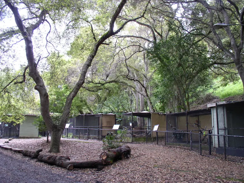 Sulphur Creek Nature Center in Hayward, CA, featuring a large tree and cages for wild animals.